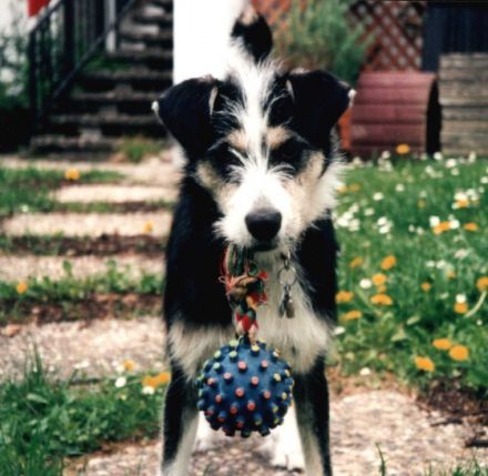 Hunde-Halter-Schule.de