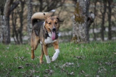 Hunde-Halter-Schule.de