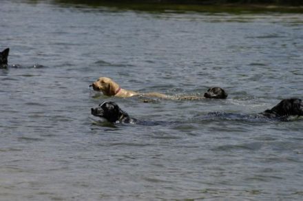 Waldnieler Hundeschule Kubel