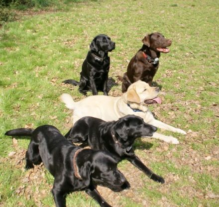 Waldnieler Hundeschule Kubel