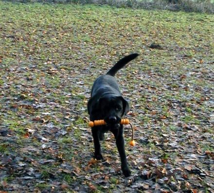 Waldnieler Hundeschule Kubel
