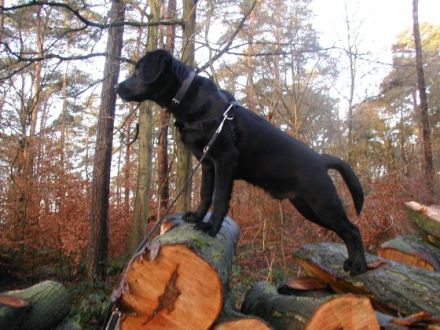 Waldnieler Hundeschule Kubel
