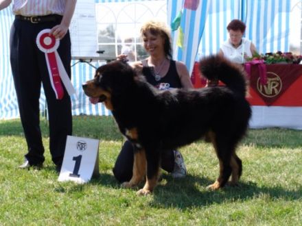 Guardian of Himalayas
