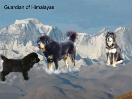 Guardian of Himalayas