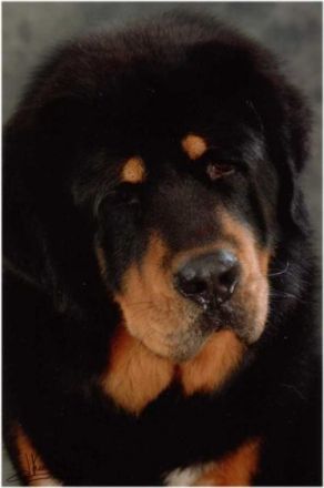 Guardian of Himalayas