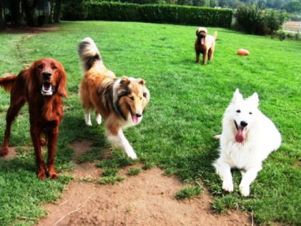 Tierpension Holzminden