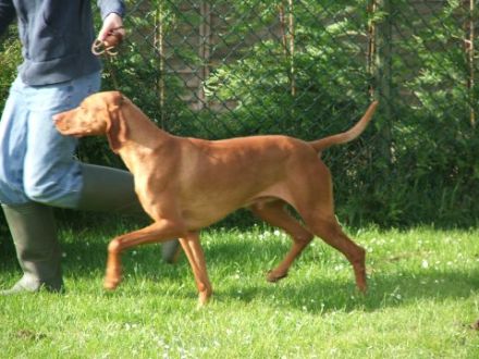 Sugar Vizslas