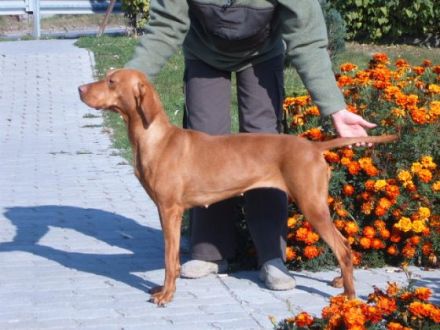 Sugar Vizslas