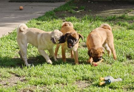 Little Lions