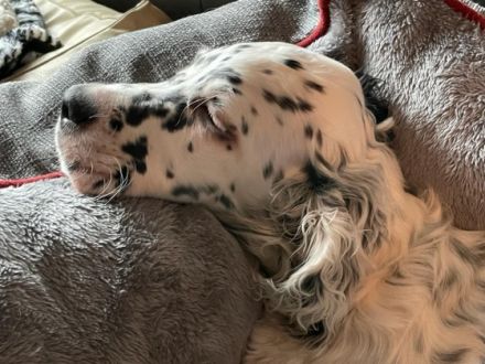 Setter by White Angel