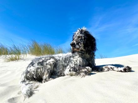 Setter by White Angel