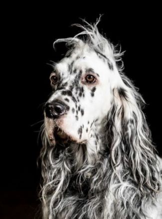 Setter by White Angel