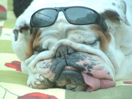 Hundeschule Fockenbachsmühle