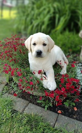 vom Adlumer Meerfeld