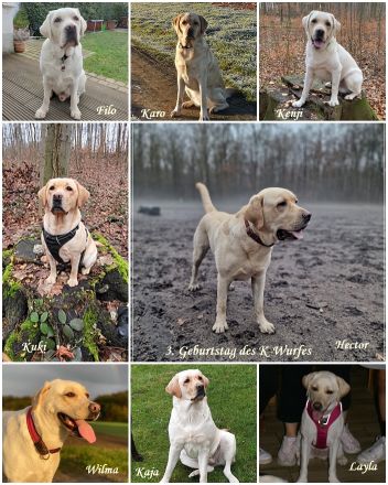 vom Adlumer Meerfeld