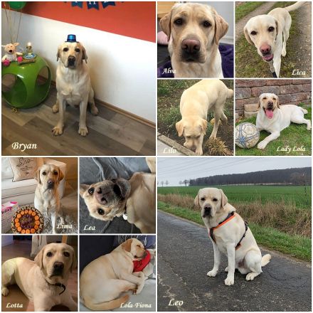 vom Adlumer Meerfeld