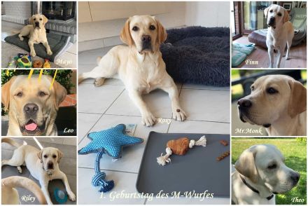 vom Adlumer Meerfeld