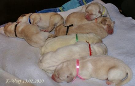 vom Adlumer Meerfeld