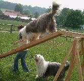 Verhaltensberatung für Hundehalter