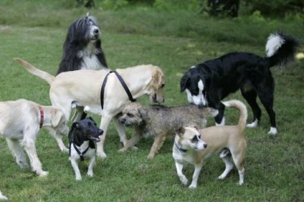 hfu-hundeschule "Pfote-in-Hand"