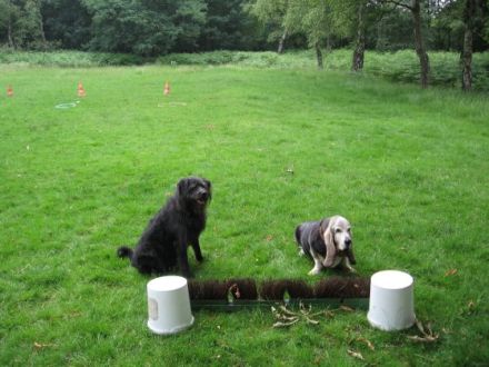 hfu-hundeschule "Pfote-in-Hand"
