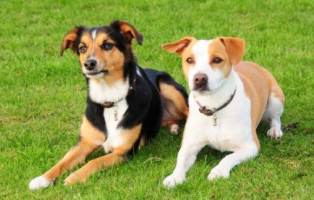 HUNDETREFFPUNKT, die etwas andere Hundeschule