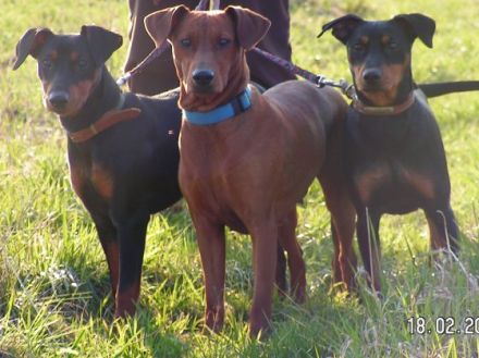 Deutscher Pinscher vom Appeltal