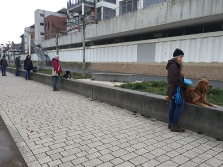 DogsTeam by Vera Schmitz