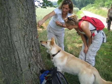 Hundeschule Mainz-Bingen