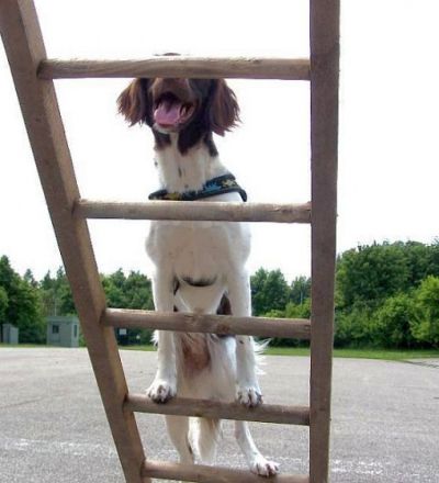 Hundeschule in Pyrbaum