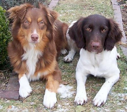 Hundeschule in Pyrbaum