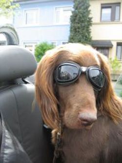 Hundeschule Animal Point Rhein Sieg Kreis / Bonn