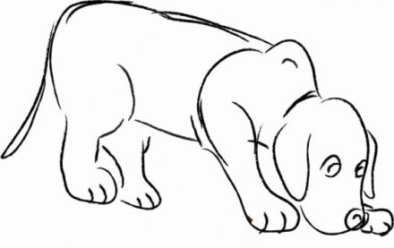 Hundeschule Animal Point Rhein Sieg Kreis / Bonn