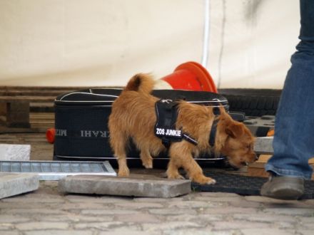 Hundeschule Niedernberg