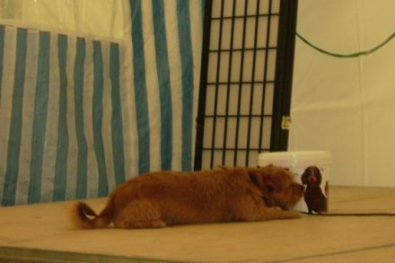 Hundeschule Niedernberg