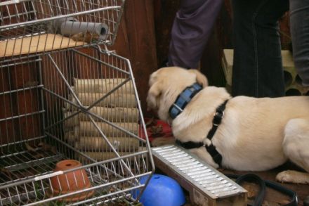 Hundeschule Niedernberg