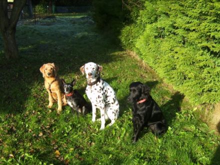 Hund & Halter - Hundeschule