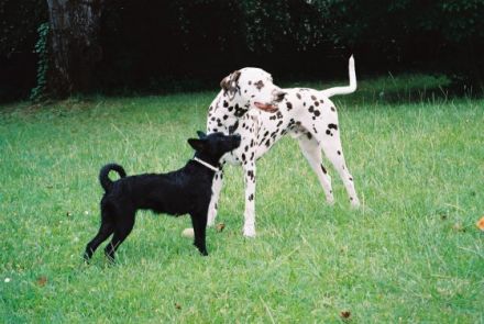 Hund & Halter - Hundeschule