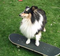 Lassie, Willi Wuff u. Co.