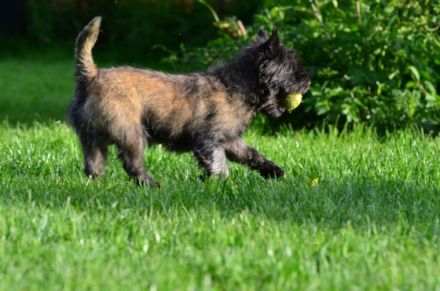 Hundepension"Hundeparadies Herrmann"