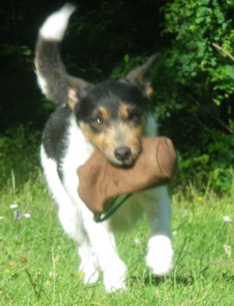 Hundeschule Seite an Seite