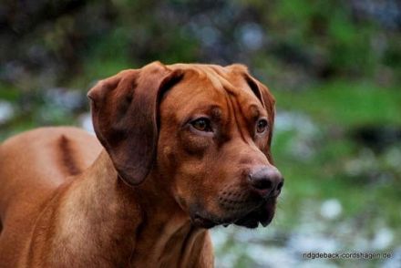 South African Hunter