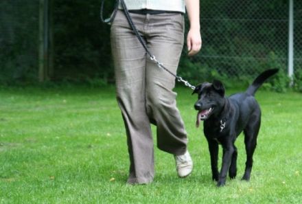 Hundefreunde-Waldblick e. V.