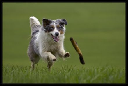 Hundefreunde-Waldblick e. V.