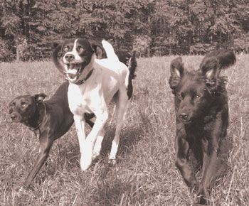 für Menschen und Hunde