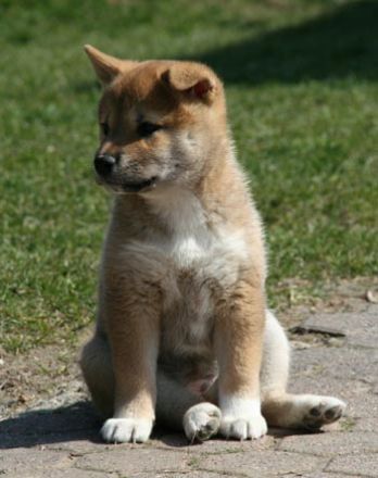 of isamáshii Nakamá