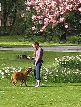 Hundeschule Wuffiworld