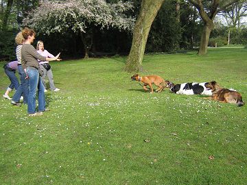 Hundeschule Wuffiworld