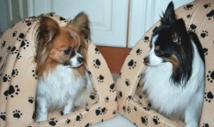 Hunde-Service-Laatz