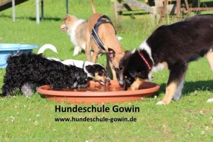 Hundeschule Gowin Gütersloh